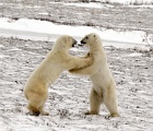 Sparring bears